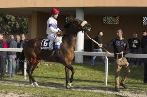 Galoppo_Chilivani_2017_ (58)